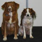 Tia and Josie pass their therapy dog tests.